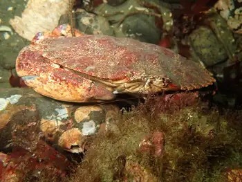 Red Rock Crab