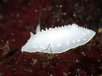 Yellow Margin Dorid