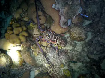 Caribbean Spiny Lobster