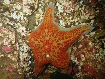 Leather Star