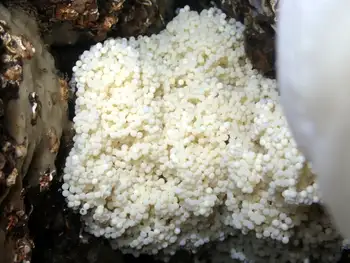 Eggs Lingcod