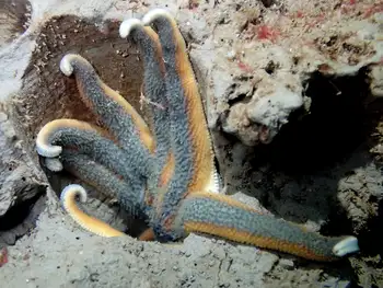 Striped Sun Star
