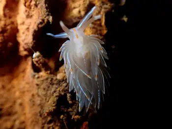 Opalescent Nudibranch