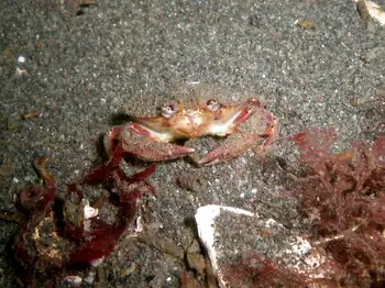 Juvenile Dungeness Crab