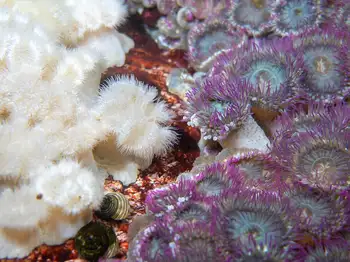 Short Plumose Anemones