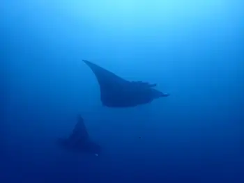 Reef Mantas