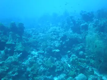 Coral