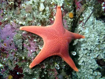 Gunpowder Star