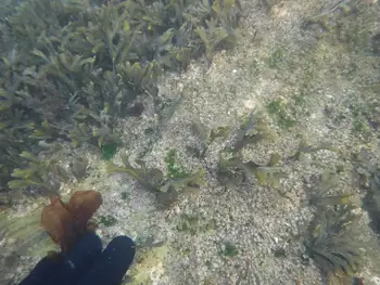 Rockweed