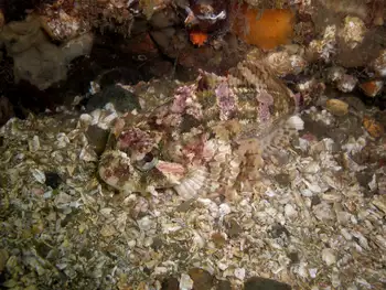 red irish lord sculpin