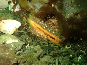 Rock Scallop