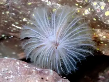Feather Duster Worm