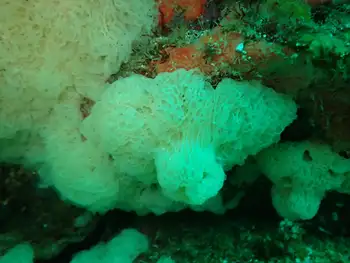 Sponge