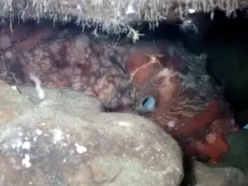 Giant Pacific Octopus