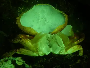 Red Rock Crab