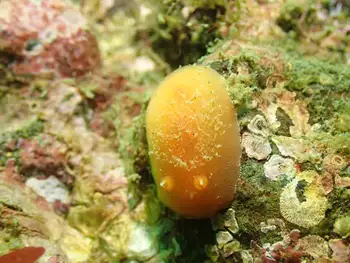red sponge dorid