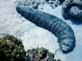 Mexican Sea Cucumber