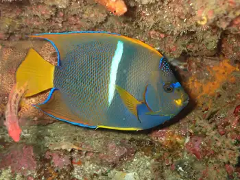 King Angel Fish