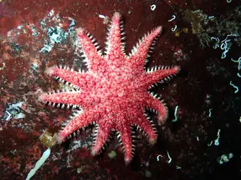 Rose Star