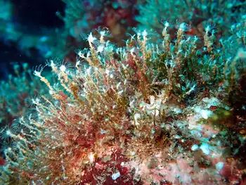 ectopleura media hydroid