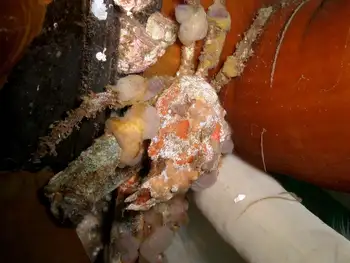 Moss Crab