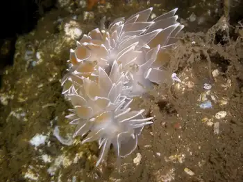 Alabaster Nudibranchs