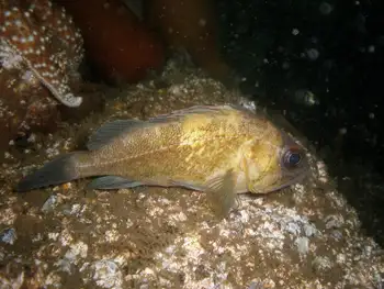 Rockfish