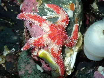 Rainbow Star