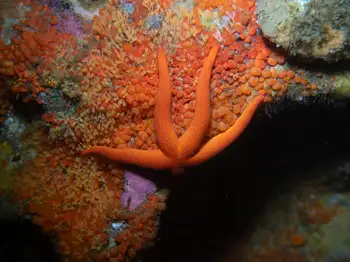Blood Star
