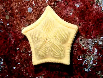 Cookie Star