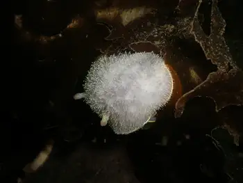 Yellow Margin Dorid