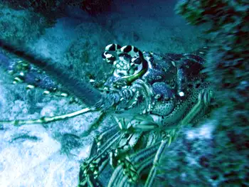 Caribbean Spiny Lobster