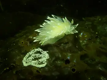 eggs alabaster nudibranch
