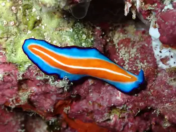 susan's flatworm