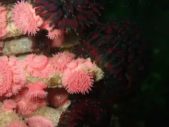 Proliferating Anemones