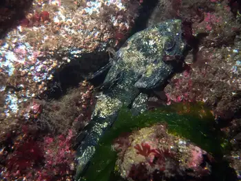 great sculpin