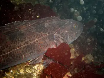 Lingcod