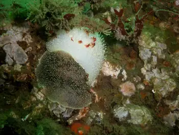 Mating Nanaimo Nudibranchs