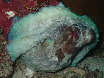 Indian Reef Octopus