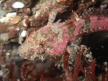 Scalyhead Sculpin