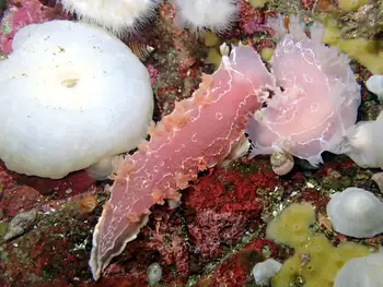 Diamondback Nudibranchs