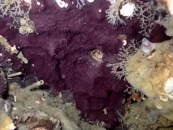 Purple Sponge