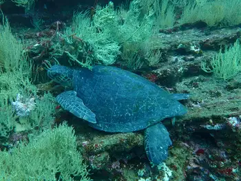 Green Sea Turtle