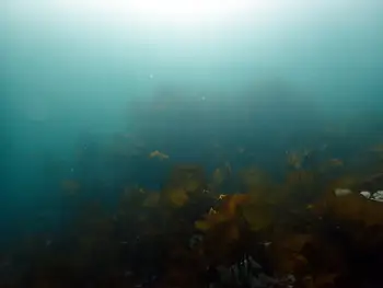 Woody Kelp