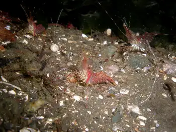 Coonstripe Shrimp