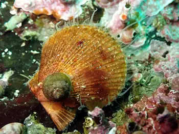 Smooth Pink Scallop