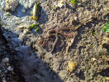 banner sea nymph