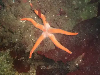 Armpit Blood Star
