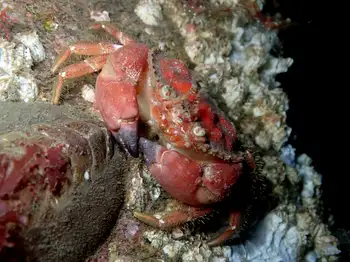 pygmy rock crab