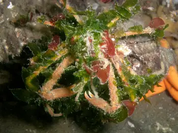 Graceful Decorator Crab